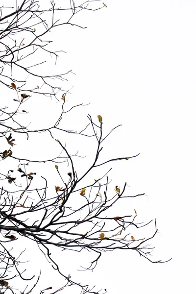 Ağaç dalı izole beyaz zemin üzerine — Stok fotoğraf
