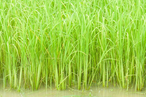 Growing rice in farm — Stock Photo, Image