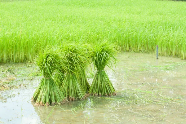 Growing rice in farm — Stock Photo, Image