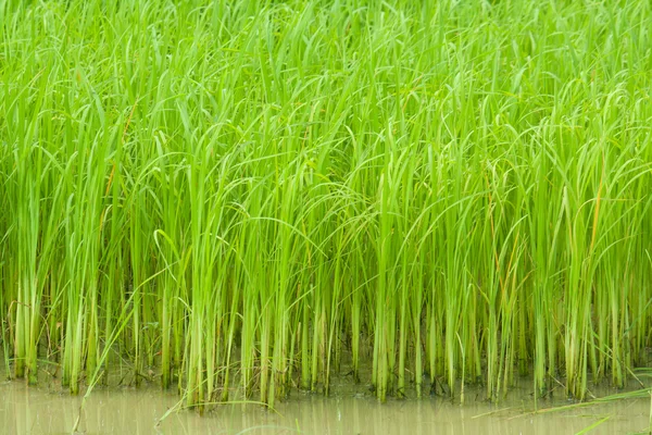 Growing rice in farm — Stock Photo, Image