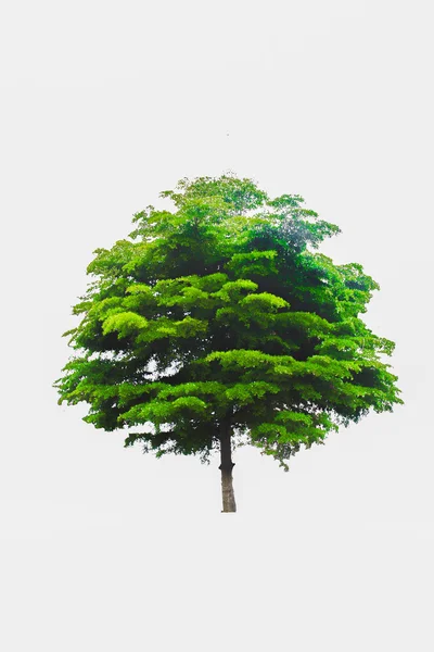 Árvore isolada no fundo branco — Fotografia de Stock