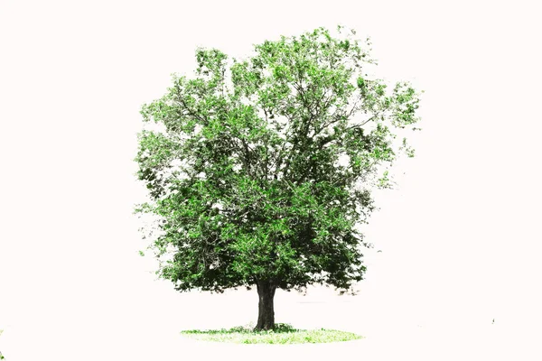 Tree isolate on white background — Stock Photo, Image