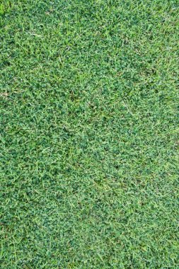 yeşil çim dokusu