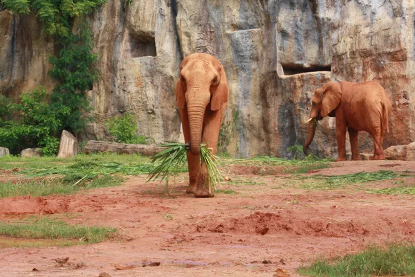 Elefante castanho — Fotografia de Stock