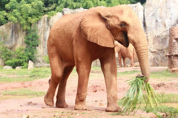 Elefante castanho — Fotografia de Stock