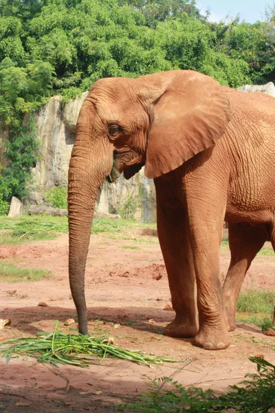 Elefante castanho — Fotografia de Stock