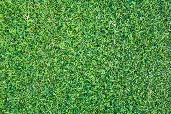 Zelené trávě textura — Stock fotografie
