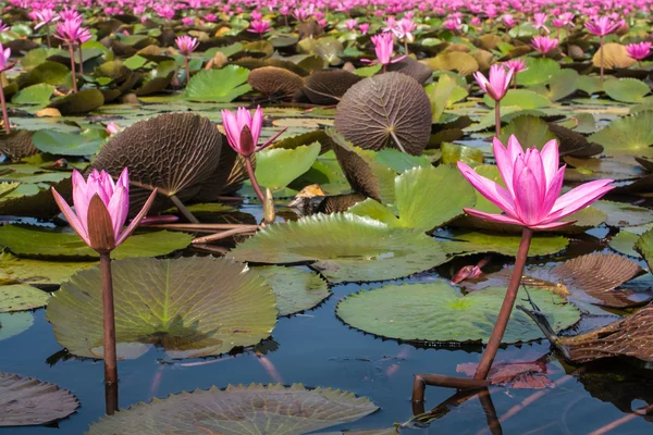 Lótus na natureza — Fotografia de Stock