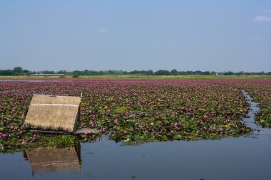  doğada Lotus