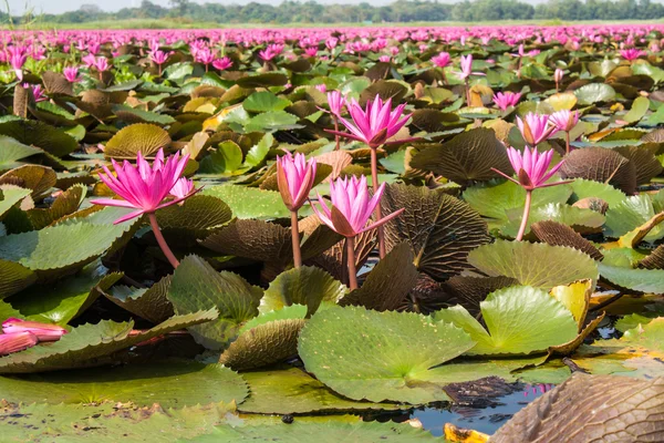 Lótus na natureza — Fotografia de Stock