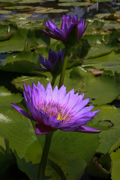 Lotus dans la nature — Photo