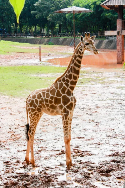 Girafa olhando stand na natureza — Fotografia de Stock