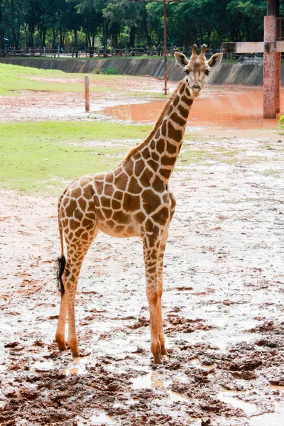 Girafa olhando stand na natureza — Fotografia de Stock