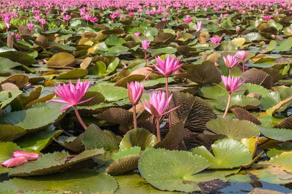 Lótus na natureza — Fotografia de Stock