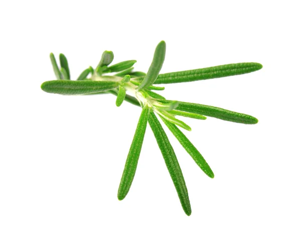 Rosemary on a white background — Stock Photo, Image