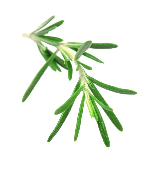 Rosemary on a white background — Stock Photo, Image