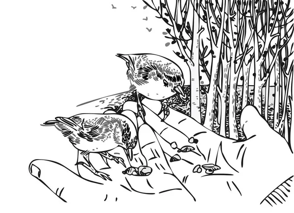鸟儿靠人的双手坐着 一个人在公园里喂鸟 在白色背景上孤立的向量图解 轮廓风格 热爱动物 保护自然 — 图库矢量图片