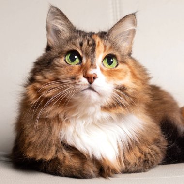 Evcil bir kedinin sevimli portresi. Çok renkli, uzun saçlı, yeşil gözlü tüylü bir kedi. Zencefilli yetişkin kedi. Kedi kameraya bakar..