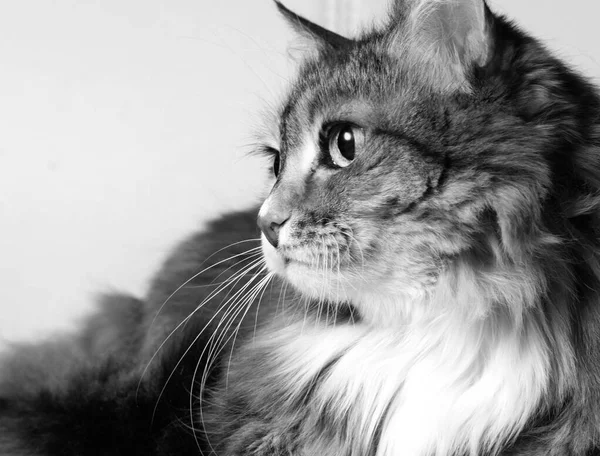 国内猫の愛らしい肖像画 白黒写真 多色の長髪ふわふわの猫 猫は目を背けて — ストック写真