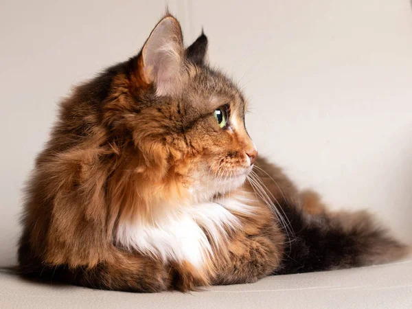 집에서 기르는 고양이의 스러운 초상화 다색의 머리에 고양이 진저성 고양이에요 — 스톡 사진