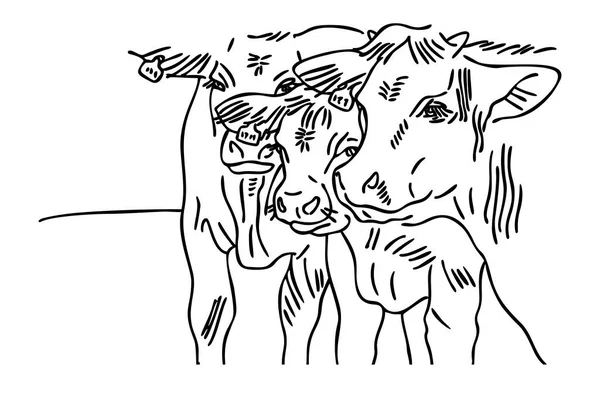 Фермерські Корови Векторний Дизайн Голови Трьох Корів Білому Тлі Тваринницька — стоковий вектор