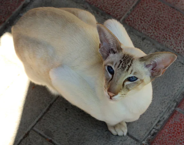 Gato Abreviação Oriental Olhos Azuis Gato Close — Fotografia de Stock