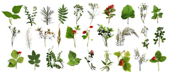 Гербарій Різних Рослин Білому Тлі Свіжозрізані Рослини Ботанічна Колекція Лісові — стокове фото