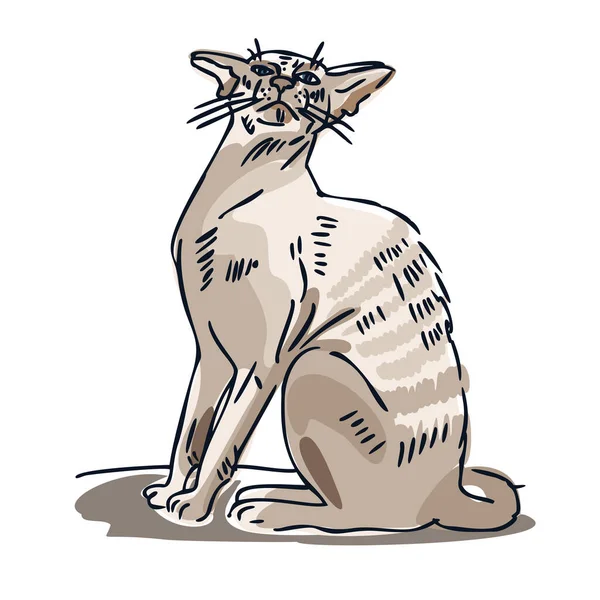 Oriental Shorthair Cat Domestic Cat Vector Line Sketch Cat — Stock Vector
