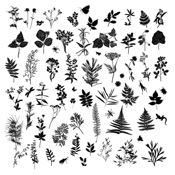 Botanik elementlerden oluşan siluetler. Herbaryum. Bahçe ve orman yaprakları, çiçekler, otlar ve böcekler..