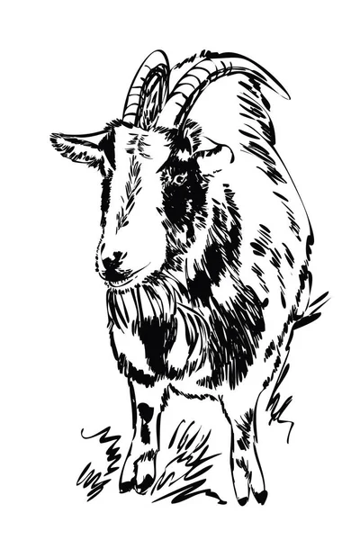 Uma Cabra Isolada Num Fundo Branco Animal Quinta Imagem Realista — Vetor de Stock