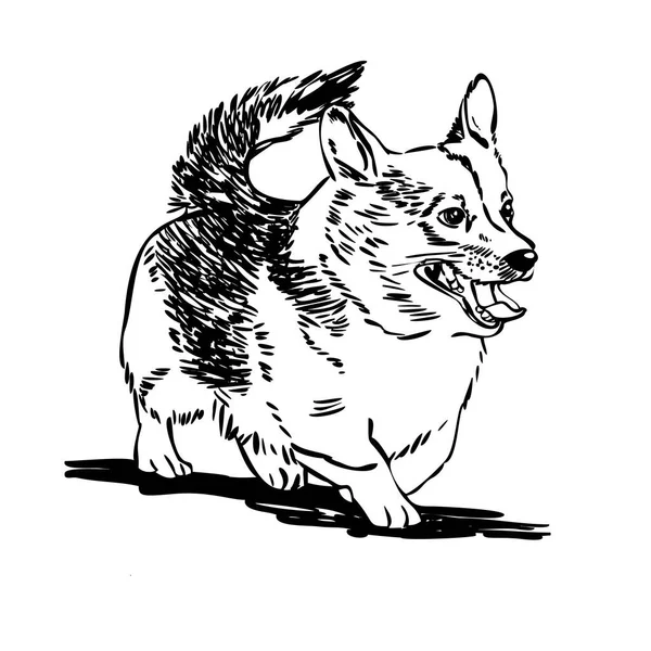 Коргі Собака Векторна Ілюстрація Валлійського Коргі Стиль Одягу — стоковий вектор
