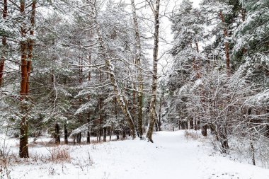 Doğa. Serebryany Bor parkı Moskova 'da. Orman ve su deposu. Resim Köprüsü.