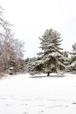 Doğa. Serebryany Bor parkı Moskova 'da. Orman ve su deposu. Resim Köprüsü.