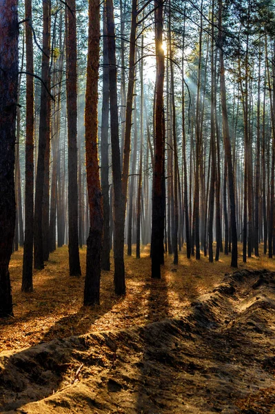 Sol Otoño Por Mañana Bosque Otoño — Foto de Stock