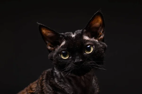 Schwarze Katze Devon Rex Auf Schwarzem Hintergrund — Stockfoto