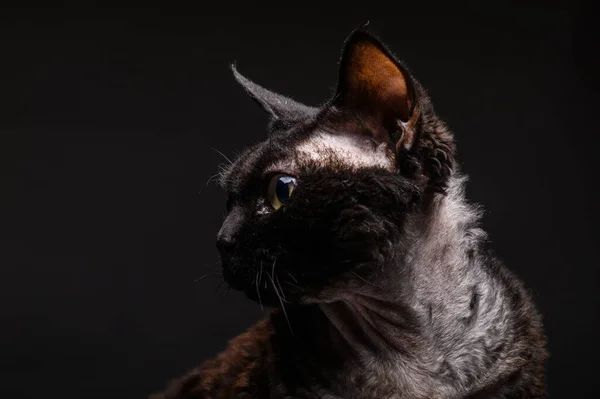 Schwarze Katze Devon Rex Auf Schwarzem Hintergrund — Stockfoto