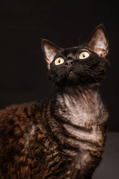 Zwarte Kat Devon Rex Een Zwarte Achtergrond7 — Stockfoto