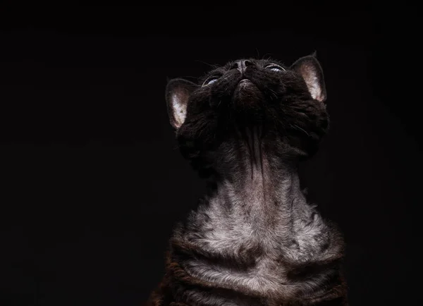 Czarny Kot Devon Rex Czarnym Tle — Zdjęcie stockowe