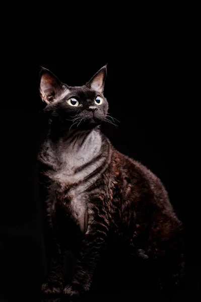 Gatto Nero Devon Rex Uno Sfondo Scuro2 — Foto Stock