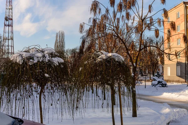 Снег Дереве Фоне Красивого Здания — стоковое фото