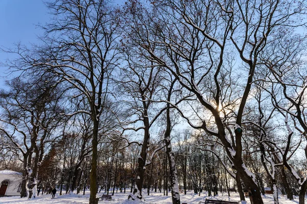 Прогулка Зимнему Парку Города Чернигова — стоковое фото