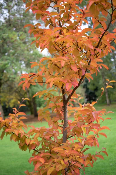 Осенние Листья Меняют Цвет Проходят Через Абсцесс — стоковое фото