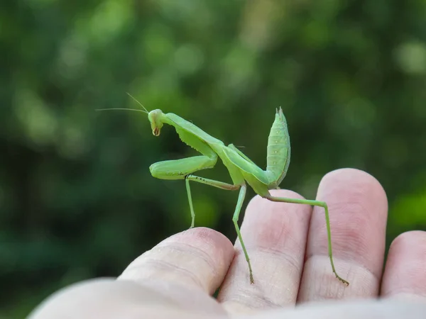 Mantis Manlig Hand Närbild Gröna Mantis Suddig Bakgrund — Stockfoto