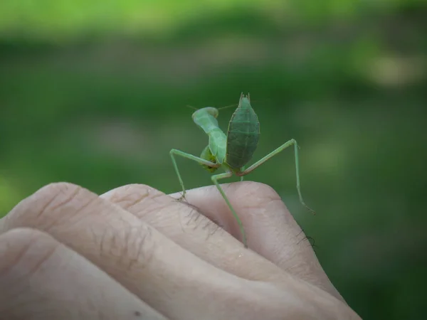 Close Green Mantis Volta Dedo Masculino Com Fundo Borrado Louva — Fotografia de Stock