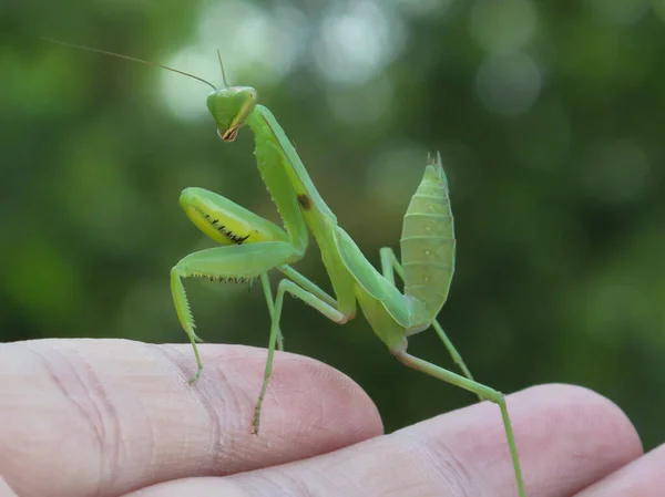 Primo Piano Green Mantis Sul Dito Maschile Con Sfondo Sfocato — Foto Stock