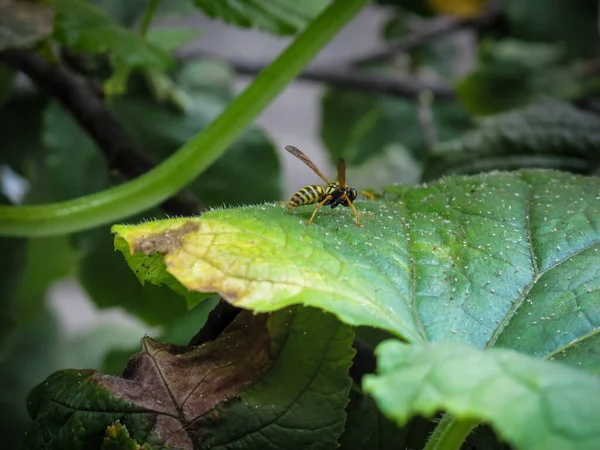 Eine Wespe Auf Grünem Blatt Sommertag Gelbwespe Eine Wespe Sitzt — Stockfoto
