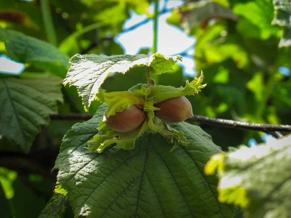 Close Hazelnuts Clusters Leaves Common Hazel Summer Macro Shot Cluster — Stock Photo, Image