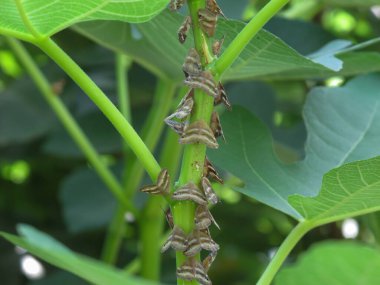 Yazın incir ağacı haşere kapanır. İncir ağacının gövdesinde böcekler.