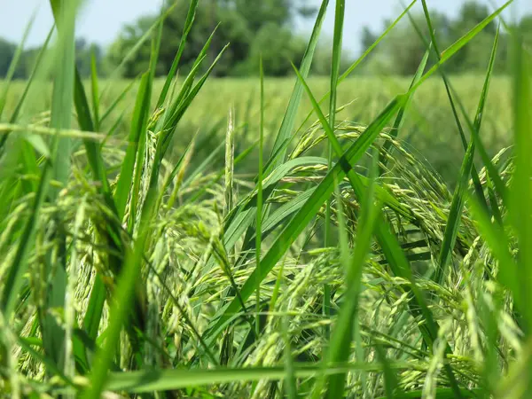 Granja Arroz Verde Verano Vista Detallada Del Arroz Verde — Foto de Stock