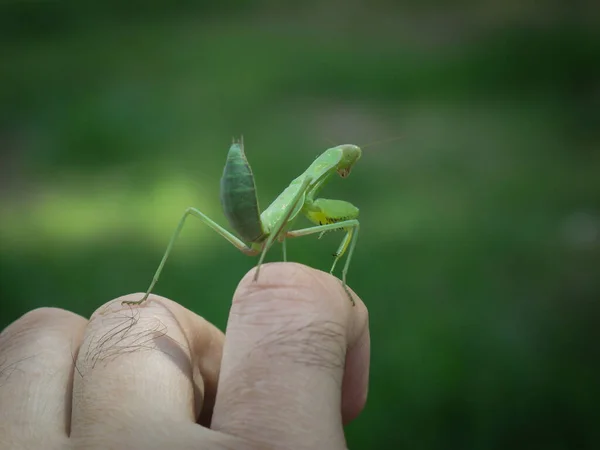 Primer Plano Una Mantis Religiosa Mano Masculina Sobre Fondo Borroso — Foto de Stock